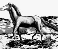 drawing of horse