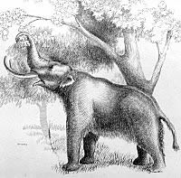 drawing of a mammoth