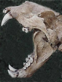 photo of cave lion jaws