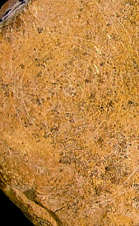 photo of yellow pebble