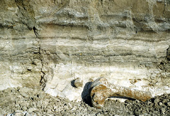 Leg bone from extinct bison found in Bed 2, notable for the finely banded layers of diatomite, pond deposits of once-celled, algae-like organisms. Photo by Glen Evans, 1951, courtesy Texas Memorial Museum.