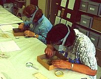 TAS volunteers don magnifying lenses to spot the bones of tiny critters sensitive to environmental and climatic change. Photo by E. Mott Davis.