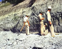 Excavations ongoing along diatomite layer, July, 1951. Photo by Glen Evans, courtesy Texas Memorial Museum.