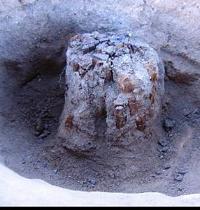 Photo of remnant of promary support post in posthole.