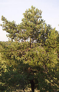 photo of pinyon pine