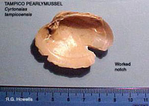 photo of a mussel shell