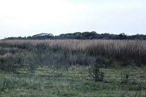 Image of 1975 view from across the Mitchell Ridge site.