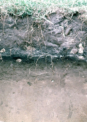 Image of site stratigraphy showing the dark grayish brown sandy upper deposits about 50 centimeters thick above the underlying tan-colored sand/shell hash.