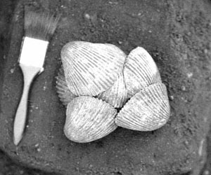 photograph of Dinocardium shell cache