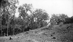 photo of cleared morhiss mound