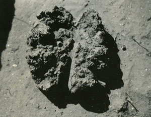 photo of asphaltum
