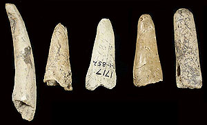 photograph of socked bone artifacts