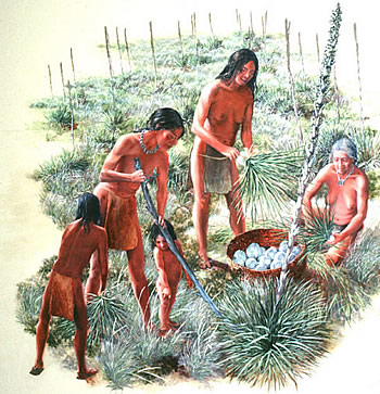Sotol harvesting as envisioned by artist Nola Davis. (Sotol bulbs are somewhat larger and less onion-like than depicted.) Courtesy of the Texas Parks and Wildlife Department.