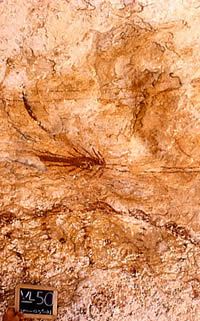 photo of pictograph panel