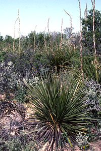 Sotol and other desert plants growing in the uplands of the Lower Pecos were used in many ways. Dried sotol flower stalks were used as firewood and for tool-making, the thorn-lined fibrous leaves were stripped and used to weave sandals, and the hearts of the plant were baked for days and turned to sugary carbohydrate. Photo by Steve Black.