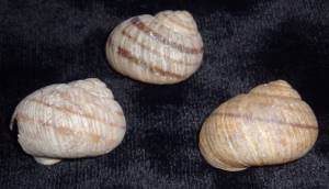 photo of land snail shells