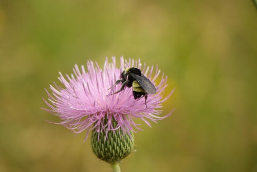 photo of Texas bunmblebee on thistle