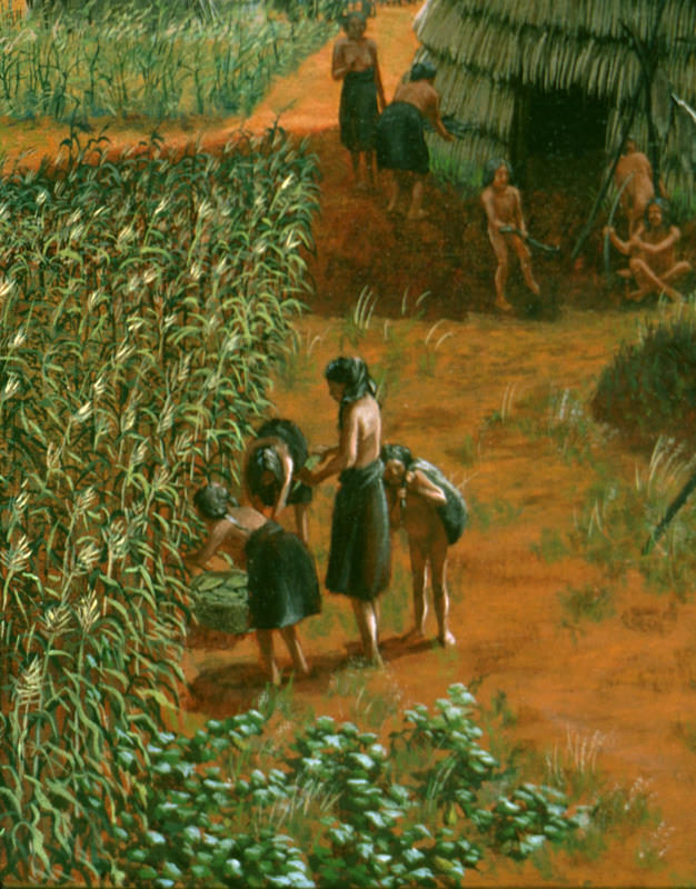 illustration of corn field near the village