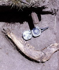 photo of lower jaw 