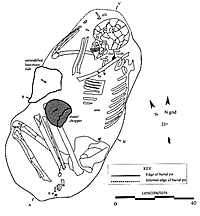 drawing of human skeleton