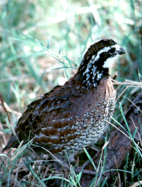 photo of quail