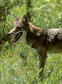 photo of coyote