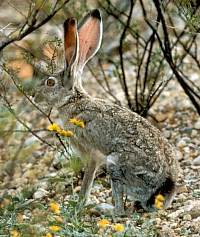 photo of rabbit