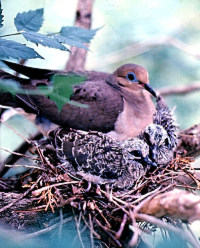 photo of mourning dove