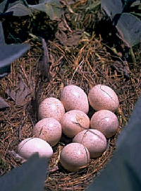 photo of eggs