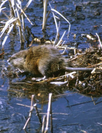 photo of muskrat