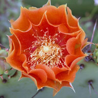 photo of prickly pear