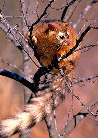 photo of ringtail cat