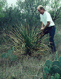 photo of Dering harvesting sotol