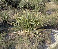 photo of sotol