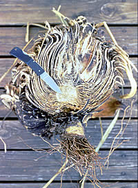 photo of a cut-open sotol heart