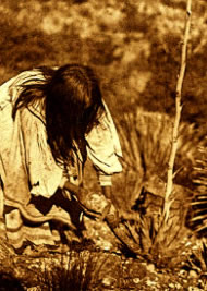Apache woman cutting mescal