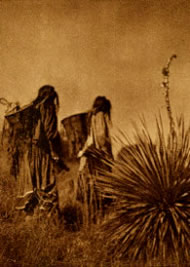 Apache women preparing to harvest mescal