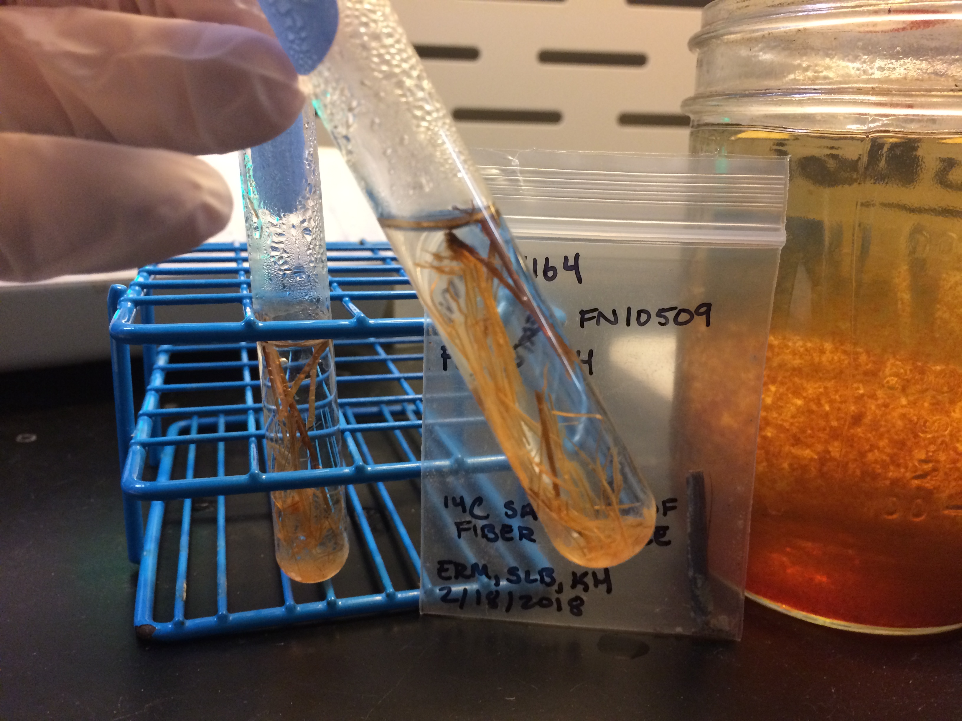 agave fibers in a glass test tube held in a gloved hand. In the background are more test tubes in a blue rack, a larger glass container of brownish liquid, and a small plastic bag labeled with provinience information.