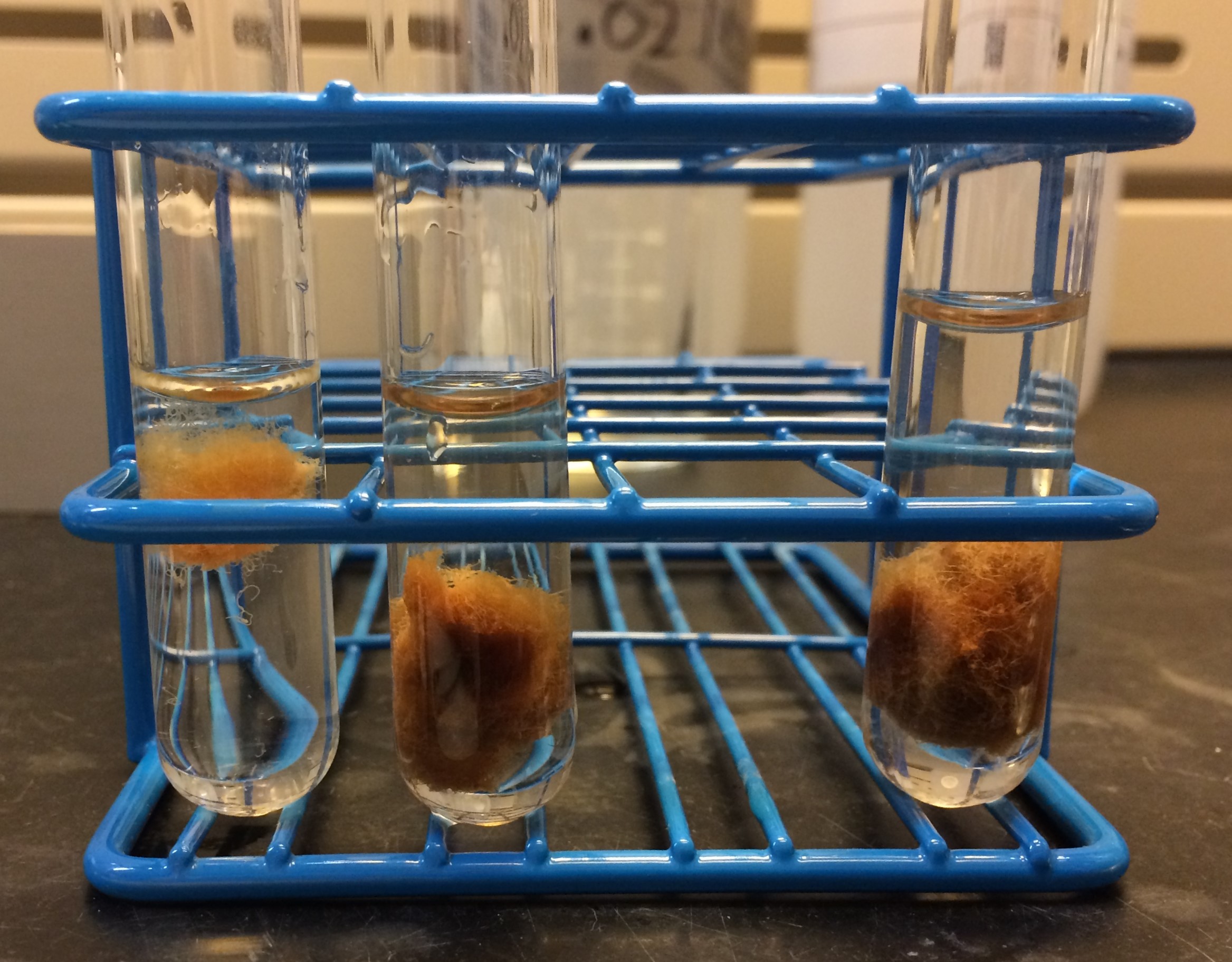 photo of three test tubes containing samples of hair