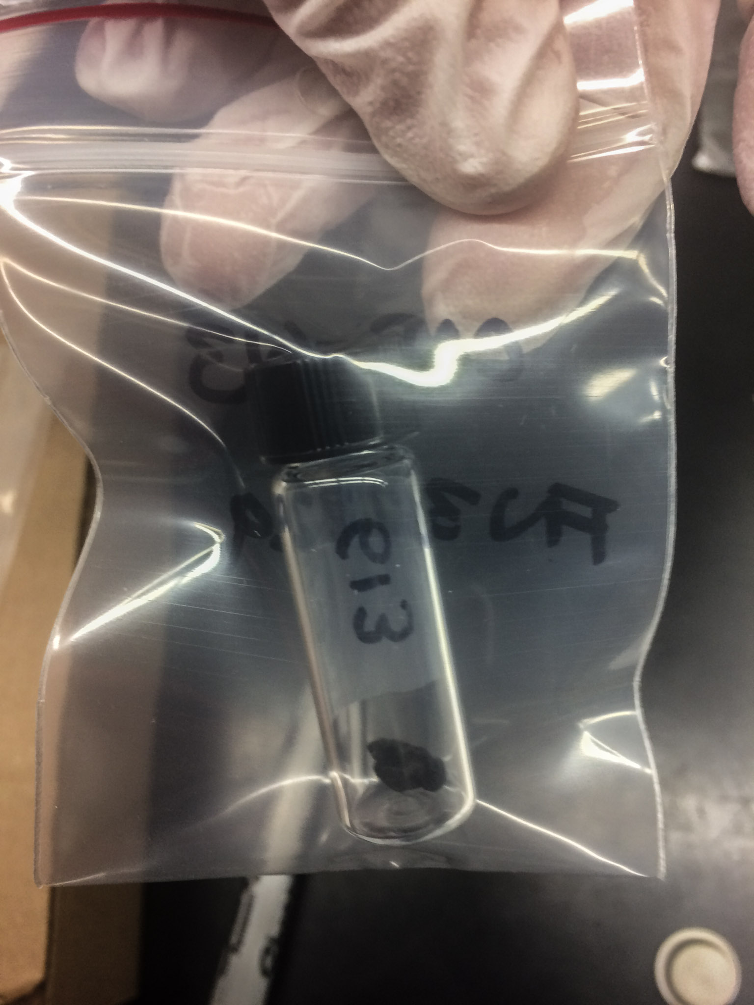 A gloved hand holding a small lump of wood charcoal in a glass vial in a plastic bag with labels on each vessel
