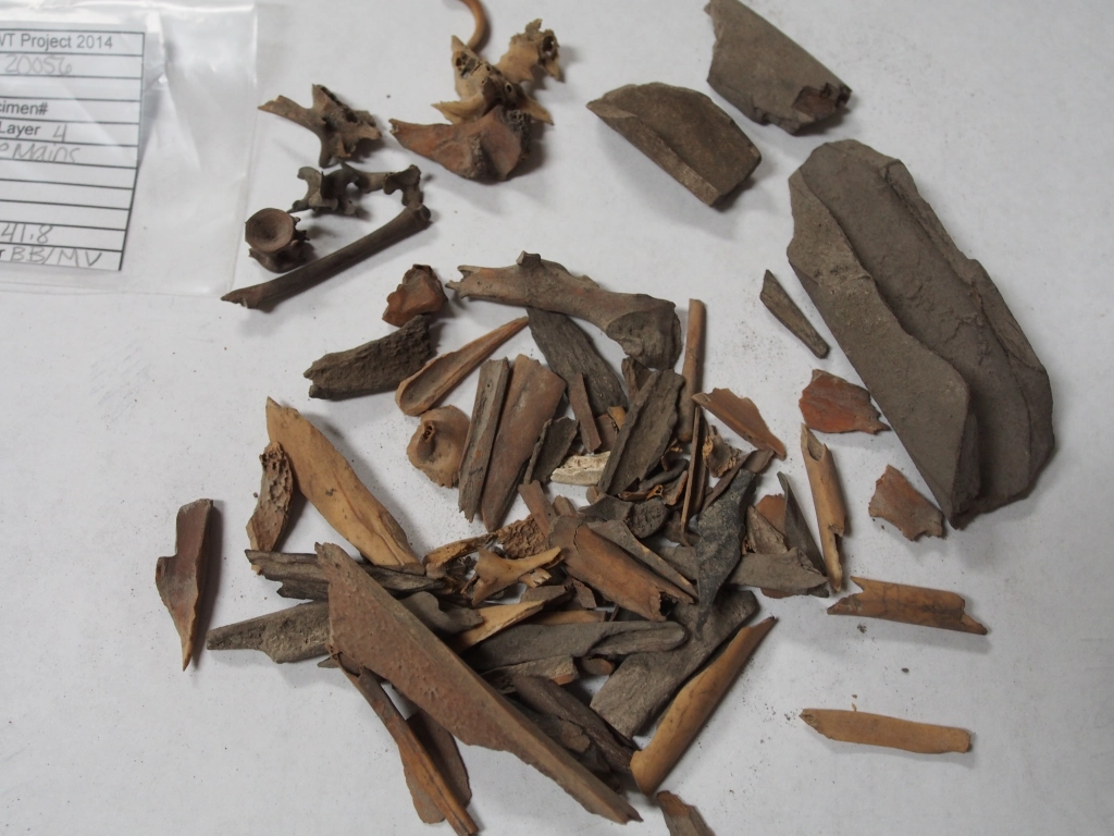 photo of animal bone fragments