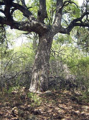 photo of an ancient oak (Tree 76), one of the largest modified trees recorded on the property