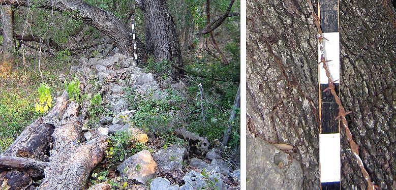 photos of large oak (Tree 38) with barbed wire, part of a rock wall fencing system.