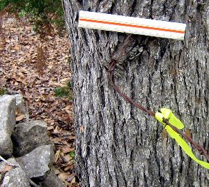 photo of barbed wire was embedded in the trunk of this small cedar elm tree (Tree 51)