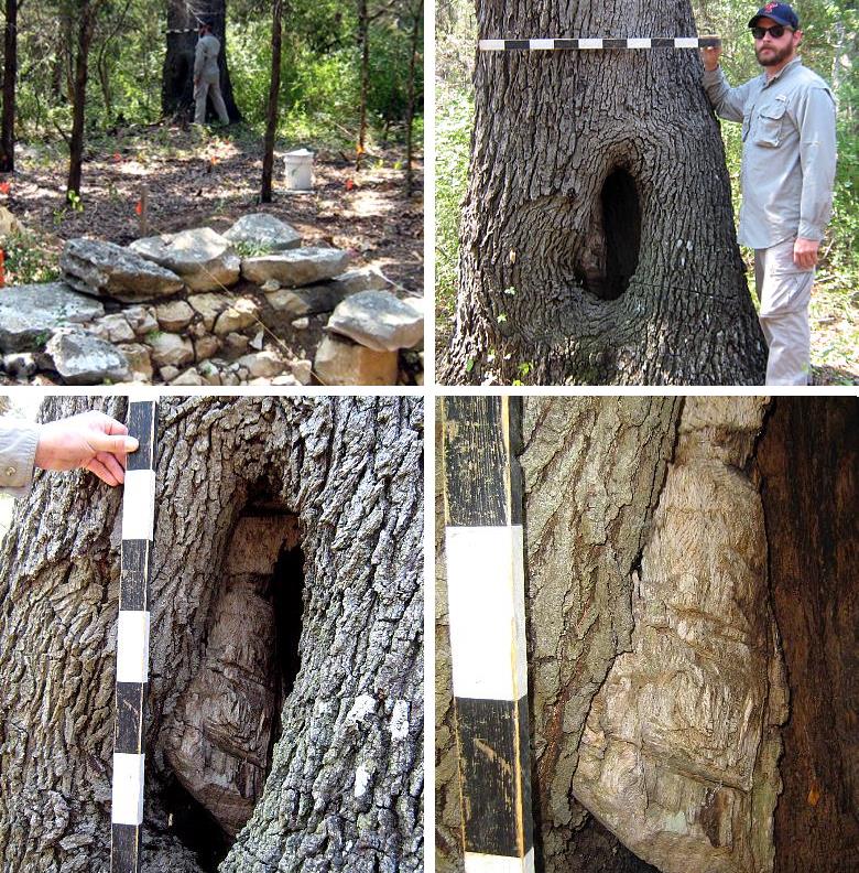 Four photos of Tree Feature 1, one of the oldest and most unusual trees on the property