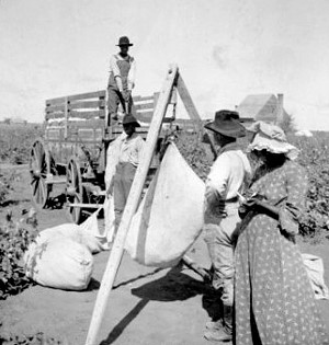 Photo of African Americans weigh sacks of cotton next to a wagon, ca. 1905.