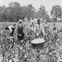 Photo of sharecroppers on Texas cotton farms