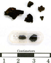 photo of tiny, burned fragments of corn found by archeologists.