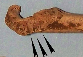 photo of a chicken bone found ont he farm, black arrows point to cut marks on the chicken and rabbit bones