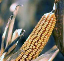 photo of dried corn on the cob